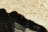 Polished Fossil Stromatolite (Columnacollenia) Slab - Crimea #363008-1